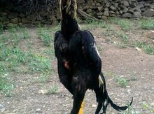 Heyratı xoruz