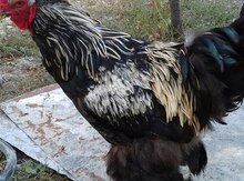 Brama xoruzları