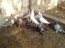Göyərçin