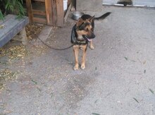 Haski iti