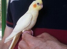 Korella