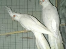 Korella quşları