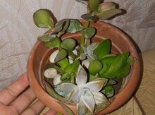 Садик-суккуленты