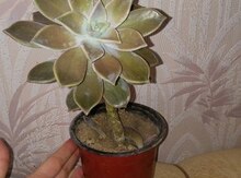Каменная роза