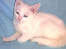 Котенок