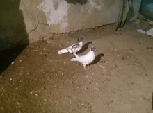 Göyərçin
