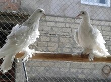 Göyərçinlər