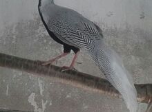Gümüşü qırqovul xoruzu