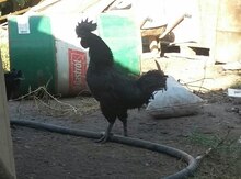 Ayam zemani xoruzu