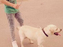 Labrador retriever