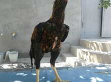 Heyratı