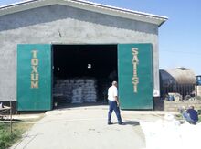 Arpa və buğda toxumları