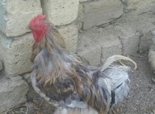 Bramo toyuq və xoruzu