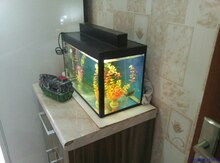 Akvarium dəsti
