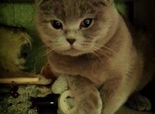 Шотландская кошка для вязки