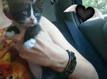 Котенок в добрые руки