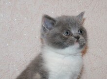 Pişik
