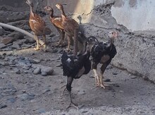 Heyrəti balaları
