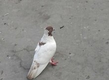 Göyərçinlər
