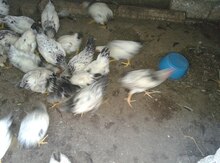 6 aylıq çolpalar