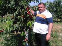 Meyvə ağacları