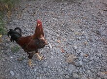 Heyratı