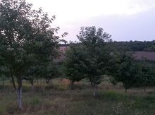 162 sot torpaq sahəsi, Quba r.
