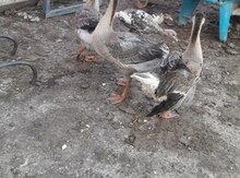 Kuban qazları