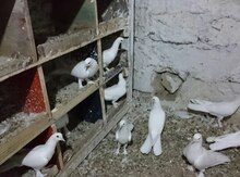 Göyərçinlər