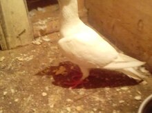Göyərçin