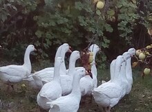 Linda qazları