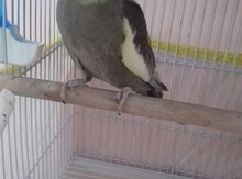Tutuquşu