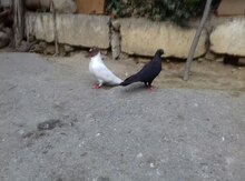 Göyərçinlər