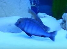 "Delfin ciklet" balığı