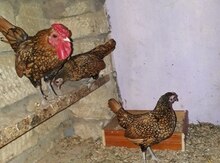 Sibrayt yumurtası