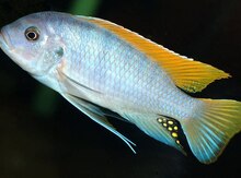 "Metraklima ice blue" balığı