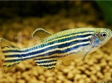 "Danio" balığı