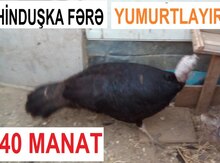 Hinduşka fərəsi
