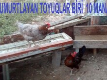 Toyuqlar