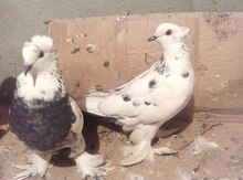 Göyərçinlər