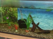 Akvarium