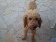 Pudel