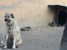 Çoban iti