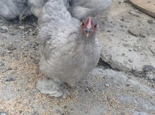 Koxin beçələri