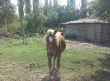 Atlar