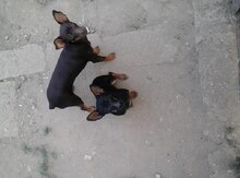 Toy Terrier (mini doberman)