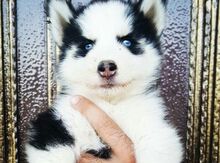 Haski