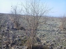 1500 sot torpaq sahəsi, Göyçay rayonu