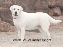 Labrador iti