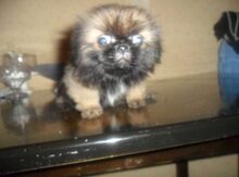 Pekines balaları